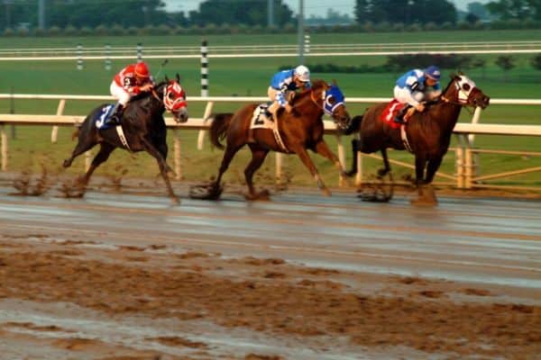 Best Horse Breeds and Types for Racing